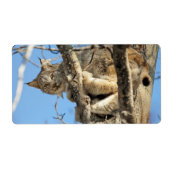 Mischous Lynx (Vorne)