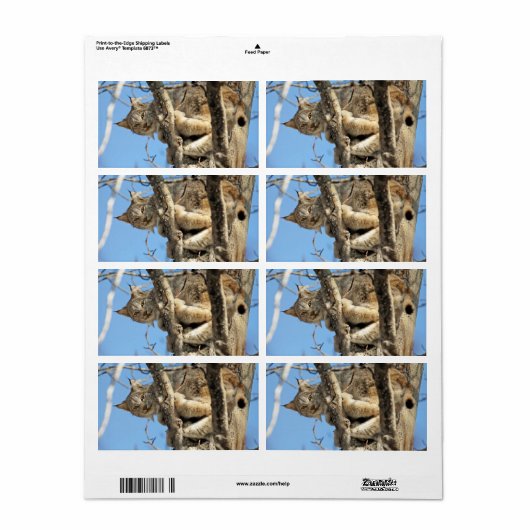 Mischous Lynx (Vorne)