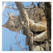 Mischous Lynx Fliese (Vorderseite)