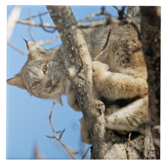Mischous Lynx Fliese (Vorderseite)