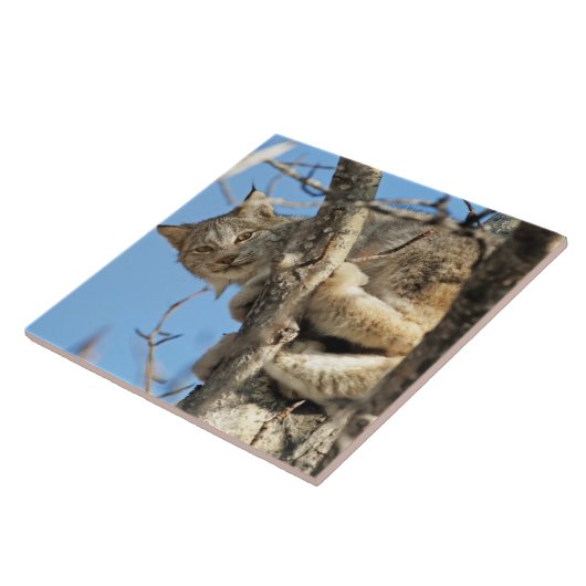 Mischous Lynx Fliese (Seite)