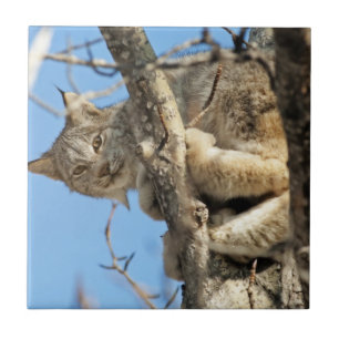 Mischous Lynx Fliese