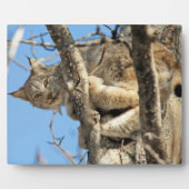 Mischous Lynx Fotoplatte (Vorderseite)