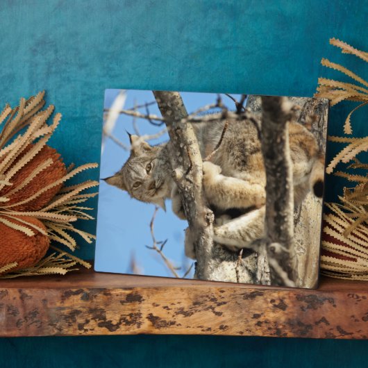 Mischous Lynx Fotoplatte (Seite)