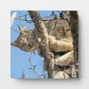 Mischous Lynx Fotoplatte