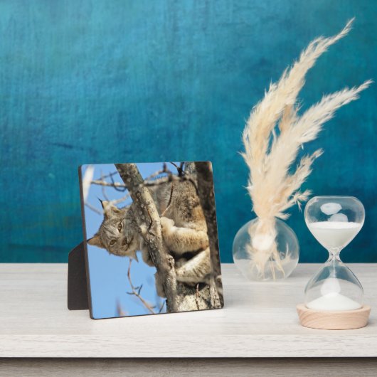 Mischous Lynx Fotoplatte (InSitu)