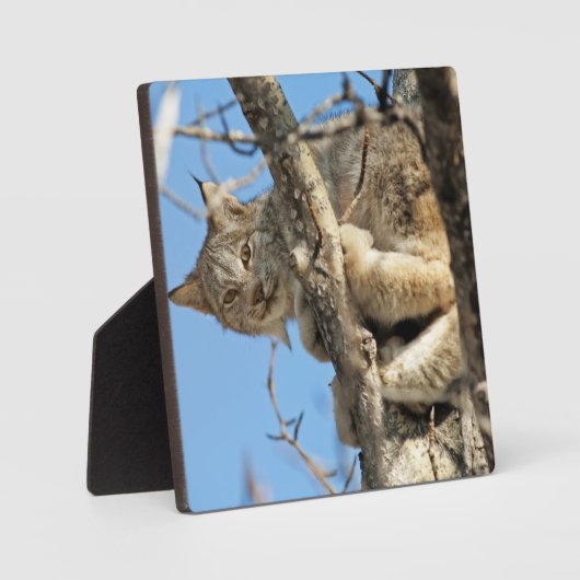 Mischous Lynx Fotoplatte (Vorderseite)