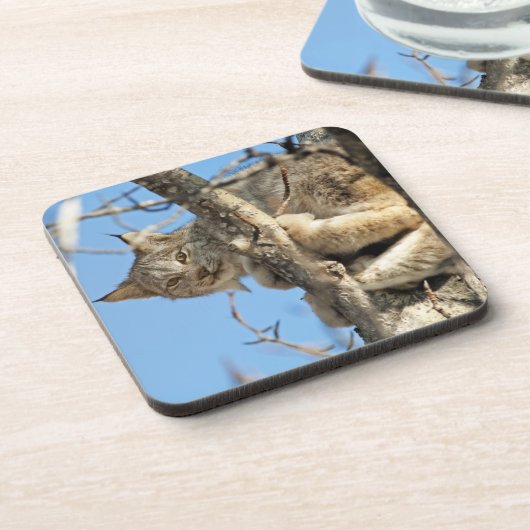 Mischous Lynx Getränkeuntersetzer (Linke Seite)