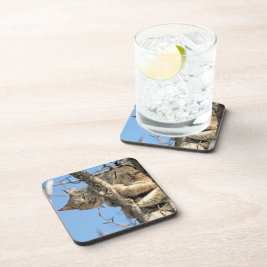 Mischous Lynx Getränkeuntersetzer (Rechte Seite)