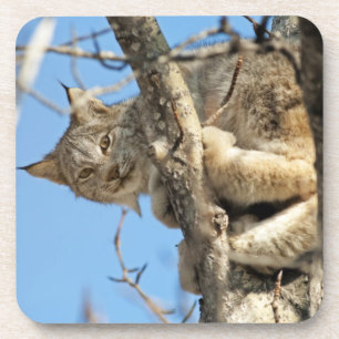 Mischous Lynx Getränkeuntersetzer