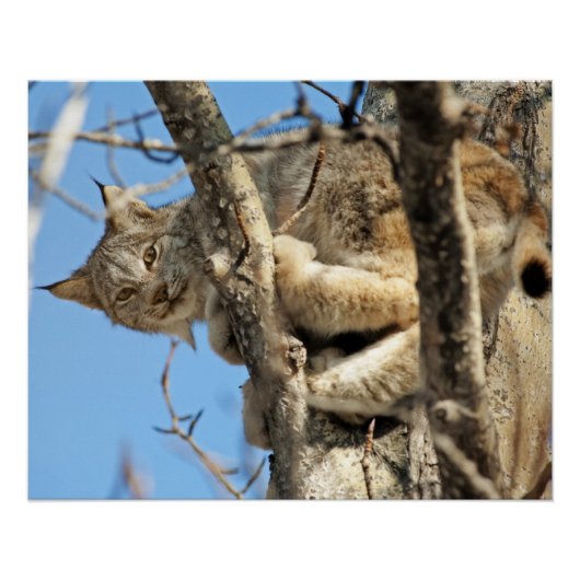 Mischous Lynx Poster (Vorderseite)