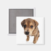 Mischrasse Magnet (Vorderseite/Rückseite)