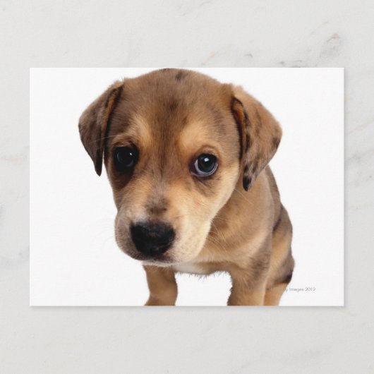 Mischrasse Postkarte (Vorderseite)