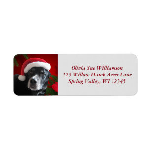 Mischung Sankt Dog-Lab/Rott mit Pointsettia
