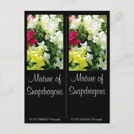 Mischung von Snapdragons Postkarte (Vorderseite)