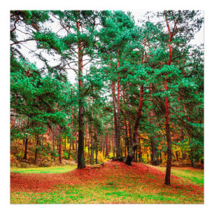 Mischwald Fotodruck