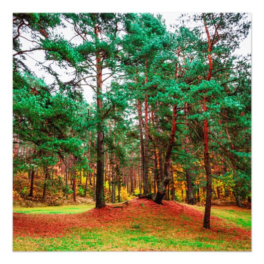 Mischwald Fotodruck (Vorne)