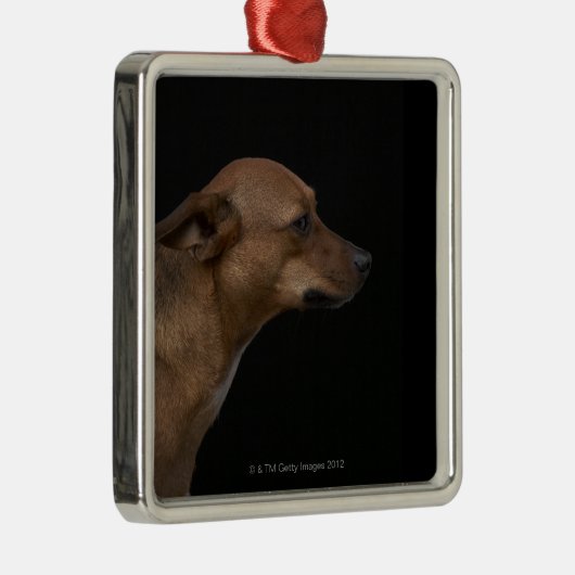 Mischzuchthundeprofil auf schwarzem Hintergrund Silbernes Ornament (Rechts)