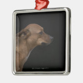 Mischzuchthundeprofil auf schwarzem Hintergrund Silbernes Ornament (Links)