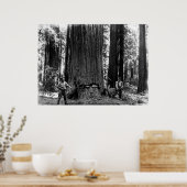 MISERIE, DIE EINE SEQUOIA c. 1900 Poster (Küche)