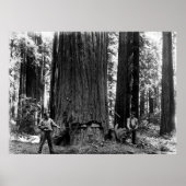 MISERIE, DIE EINE SEQUOIA c. 1900 Poster (Vorne)