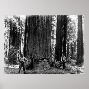 MISERIE, DIE EINE SEQUOIA c. 1900 Poster