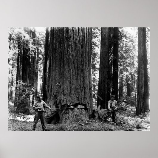 MISERIE, DIE EINE SEQUOIA c. 1900 Poster (Vorne)