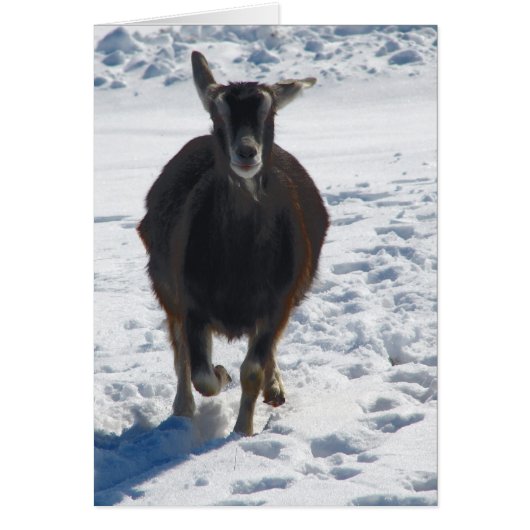 Misha hat Spaß und läuft im Schnee (Vorne)