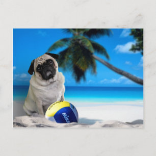 Misha Mops am Strand Postkarte