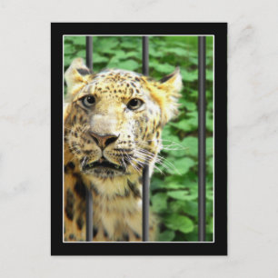 Mishap im Zoo Postkarte