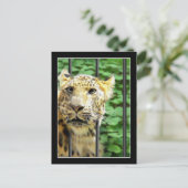 Mishap im Zoo Postkarte (Stehend Vorderseite)