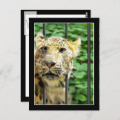 Mishap im Zoo Postkarte (Vorne/Hinten)