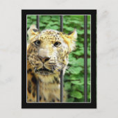 Mishap im Zoo Postkarte (Vorderseite)