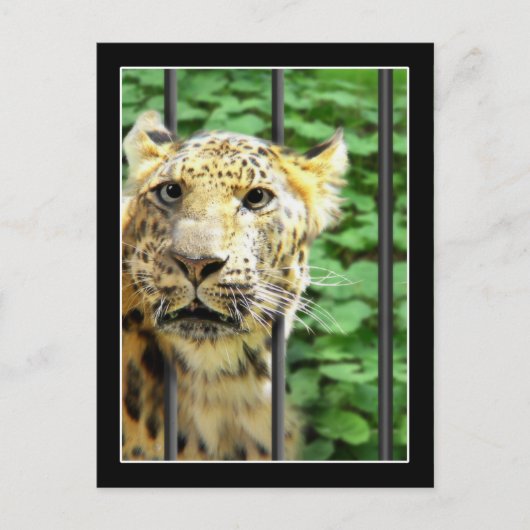 Mishap im Zoo Postkarte (Vorderseite)