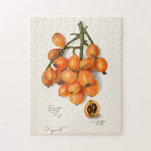 Mispeln (Eriobotrya Japon Fruit Painting Puzzle