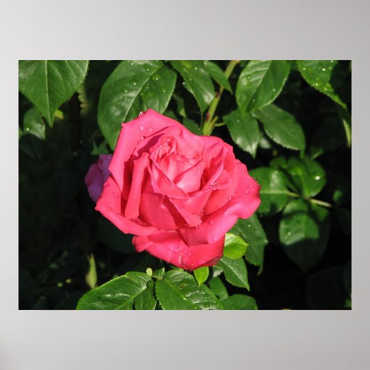 Miss All-American Beauty Hybrid Tea Rose 097 Poster (Vorne)