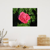 Miss All-American Beauty Hybrid Tea Rose 097 Poster (Küche)