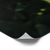 Miss All-American Beauty Hybrid Tea Rose 097 Poster (Ecke)