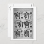 Miss' Bicycle Jakcets - Vintage Werbung 1897 Postkarte (Vorne/Hinten)