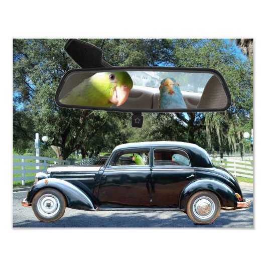 Miss Daisy Pacific Parrotlets Fotograf Fotodruck (Vorne)