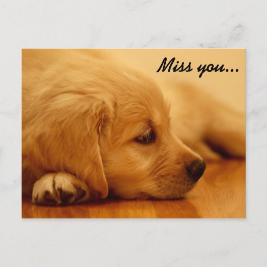 Miss dich! Golden Retriever Puppy Postkarte (Vorderseite)