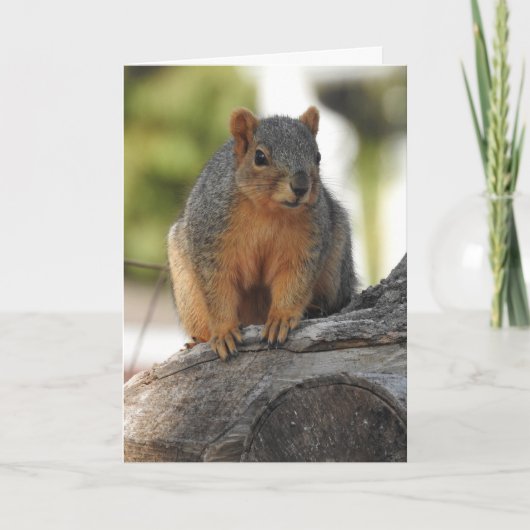 Miss dir meinen netten Freund! Funny Squirrel Pub Karte (Vorderseite)