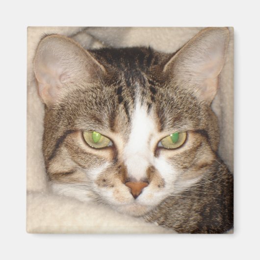 Miss.Kitty.2010 Magnet (Vorne)