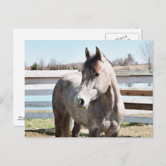 Miss Peppy Shu Postkarte (Vorne/Hinten)