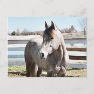 Miss Peppy Shu Postkarte