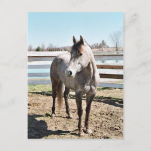 Miss Peppy Shu Postkarte