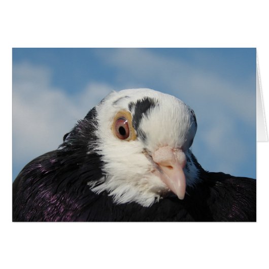 Miss Pigeon (Vorderseite (Horizontal))