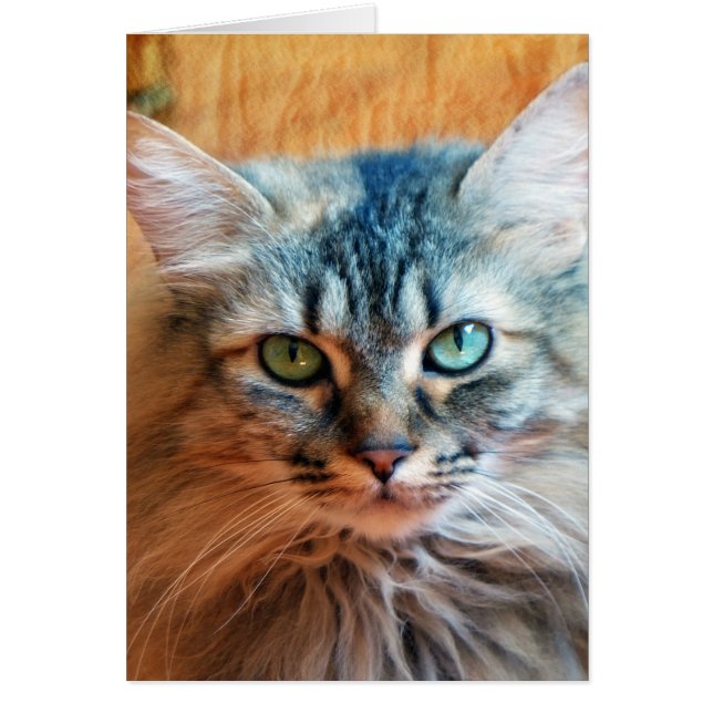 Miss Tootles (Vorne)