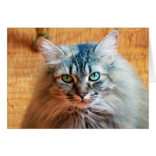 Miss Tootles (Vorderseite (Horizontal))