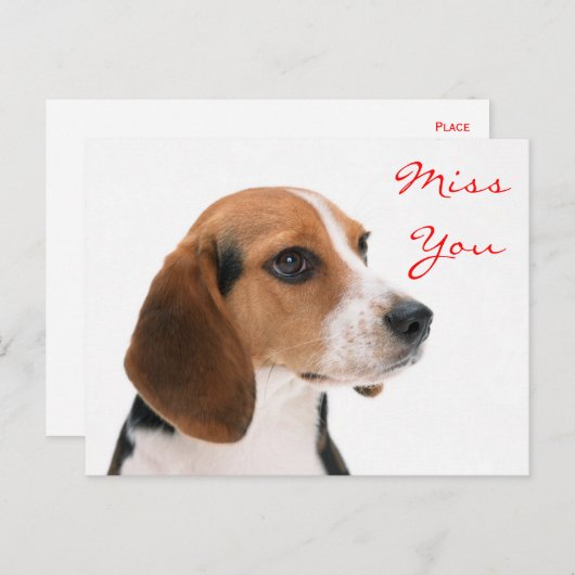 Miss You Beagle Welpe Hund Gruß Postkarte (Vorne/Hinten)